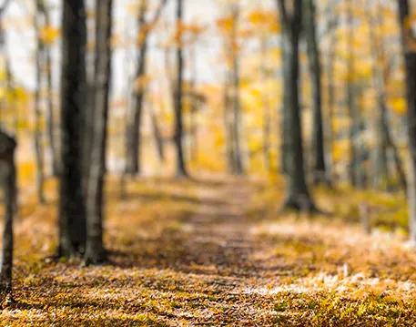 Blur DSLR Editing Background
